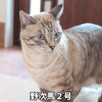 ぽんすけくんはしばらく避難