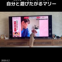 テレビに向かって吠える小型犬