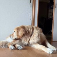 おしりの匂いを嗅ぐ犬