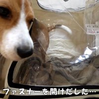 ペコちゃんの賢い行動8