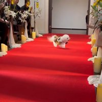 ミロちゃんがリングドッグに挑戦3