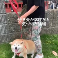 拒否する柴犬
