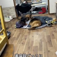 強面シェパードの「ファジー」くん