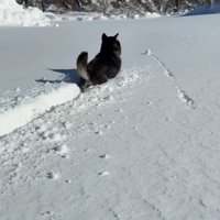 ももちゃんの雪遊び9