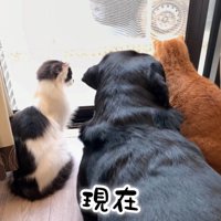 ムニくんと猫たちの尊い関係9