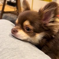 お膝にあご乗せ♡