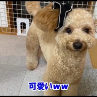 シュシュの存在を忘れているロアくん