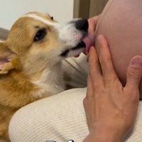 女性のお腹を舐める犬