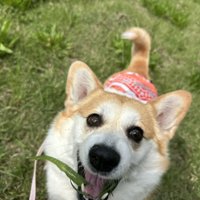ニコニコ