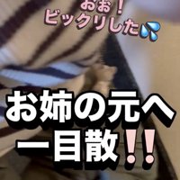 人のもとへ急ぐ犬