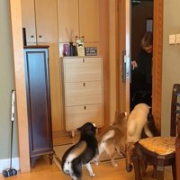 柴犬4匹の熱烈歓迎4