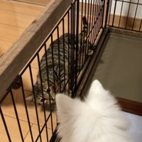 目を合わせる2匹