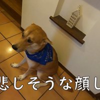しょんぼり