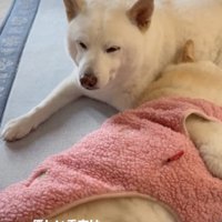 そっと寄り添ってくれる秀吉くん