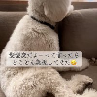 スタンダードプードルのハクくん