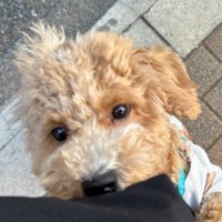 バイクの音を怖がるたむ君2