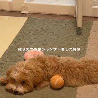 少し疲れた様子の子犬