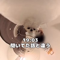 シャンプーする犬
