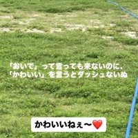 飼い主の方へ歩いてくる犬
