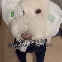 袋のすき間から目をのぞかせる犬