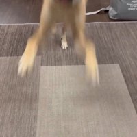 ピョンピョン飛んで駆け寄ってきた♪