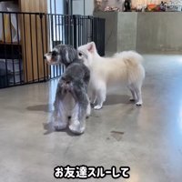 トリミング後のなぎちゃん5