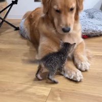 子猫もヒナちゃんに興味津々