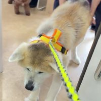 診察室に誘導される…