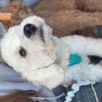 女性に抱っこされながら女性の顔を見つめる犬