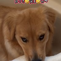 悪だくみをしていそうな表情の大型犬