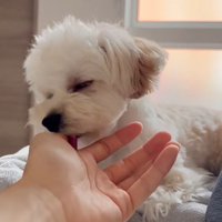 飼い主さんの看病中