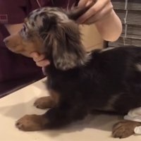 耳を触られる犬