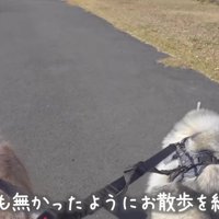 散歩継続する2匹に爆笑♪