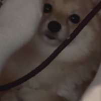 「え…見てた…？」