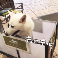 不安そうにキョロキョロ