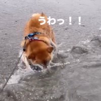 また高波に驚く海くん