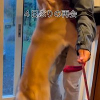 ざらめちゃんとパパの再会8