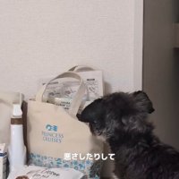 イタズラをするルアナちゃん