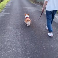 スピードアップするはなちゃん