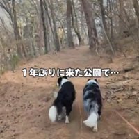 二匹のボーダーコリー