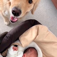 リリーちゃんと弟くんの初対面5