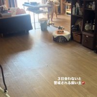 遠くから観察するうーちゃん