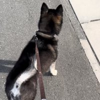 遠くを見る黒柴の後ろ姿