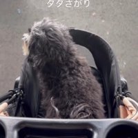 帰り道はションボリ…