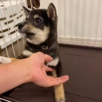 芸の練習中のもずくちゃん6