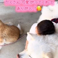 桜ちゃんに顔を埋める男の子