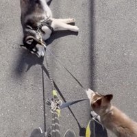 全力で引っ張る弟