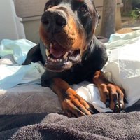 タイソンくんが回復するまで5