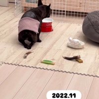 後ろ足にマヒが残ったあずきちゃん