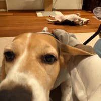 先住犬